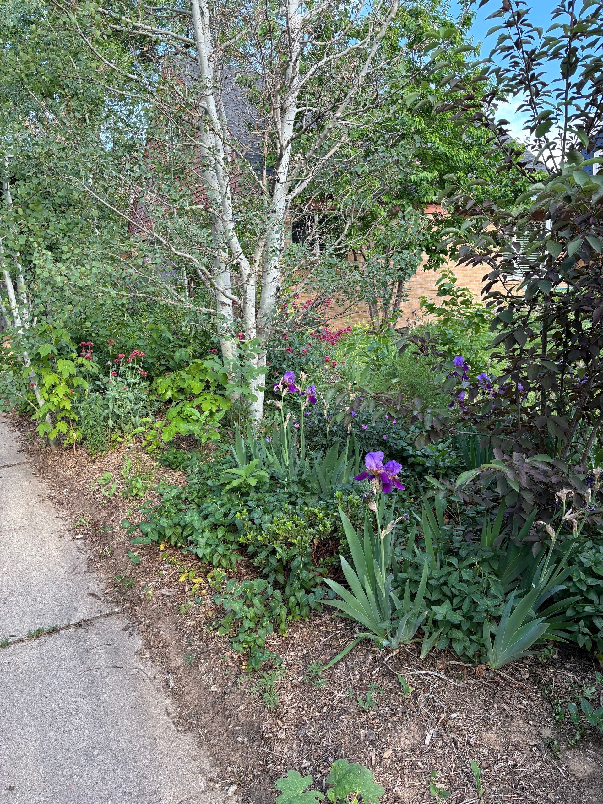 Knightscape project natural garden with birch tree and iris garden