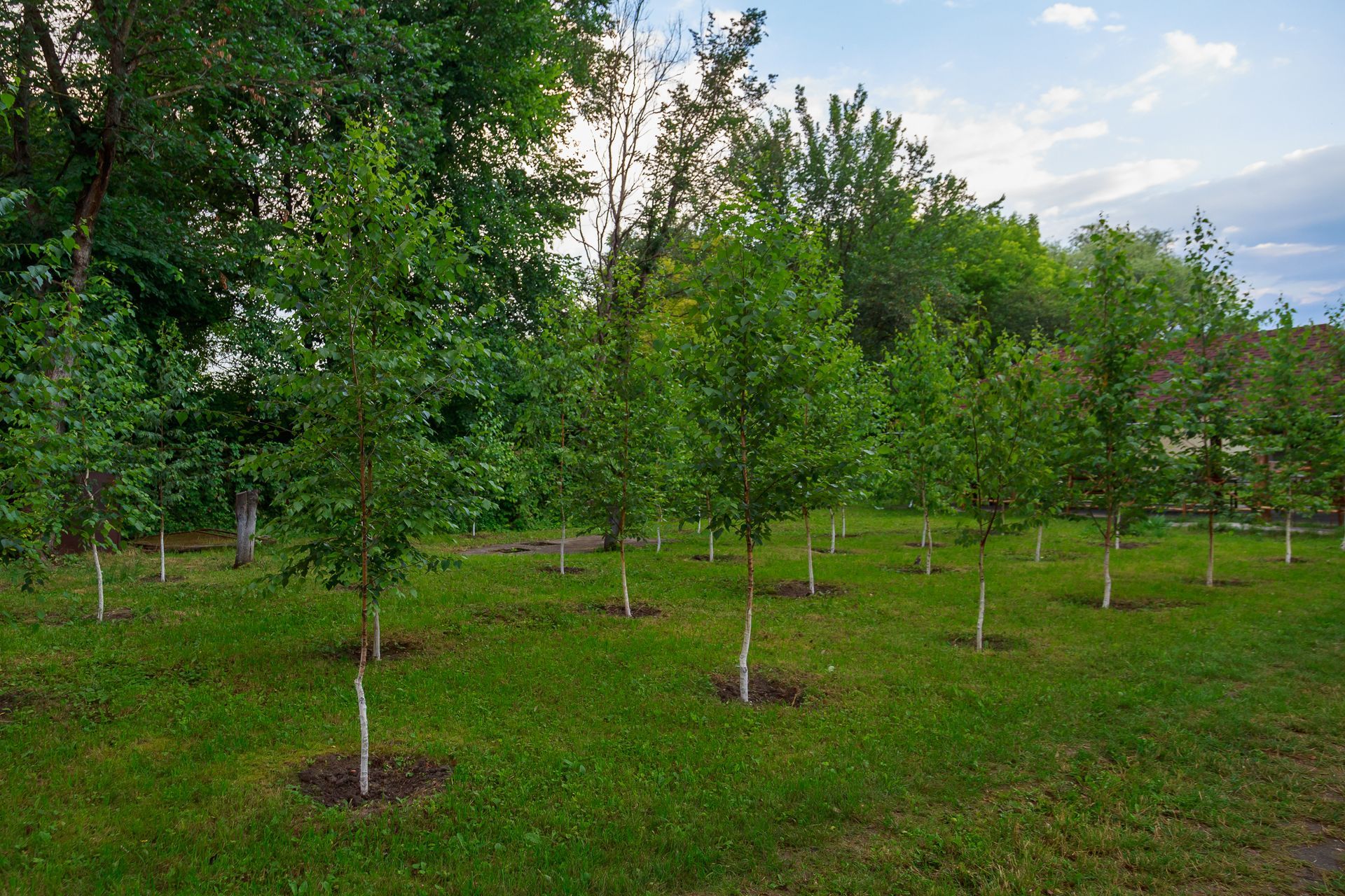 Young maple sapling , root ball wrapped in burlap, ready for planting