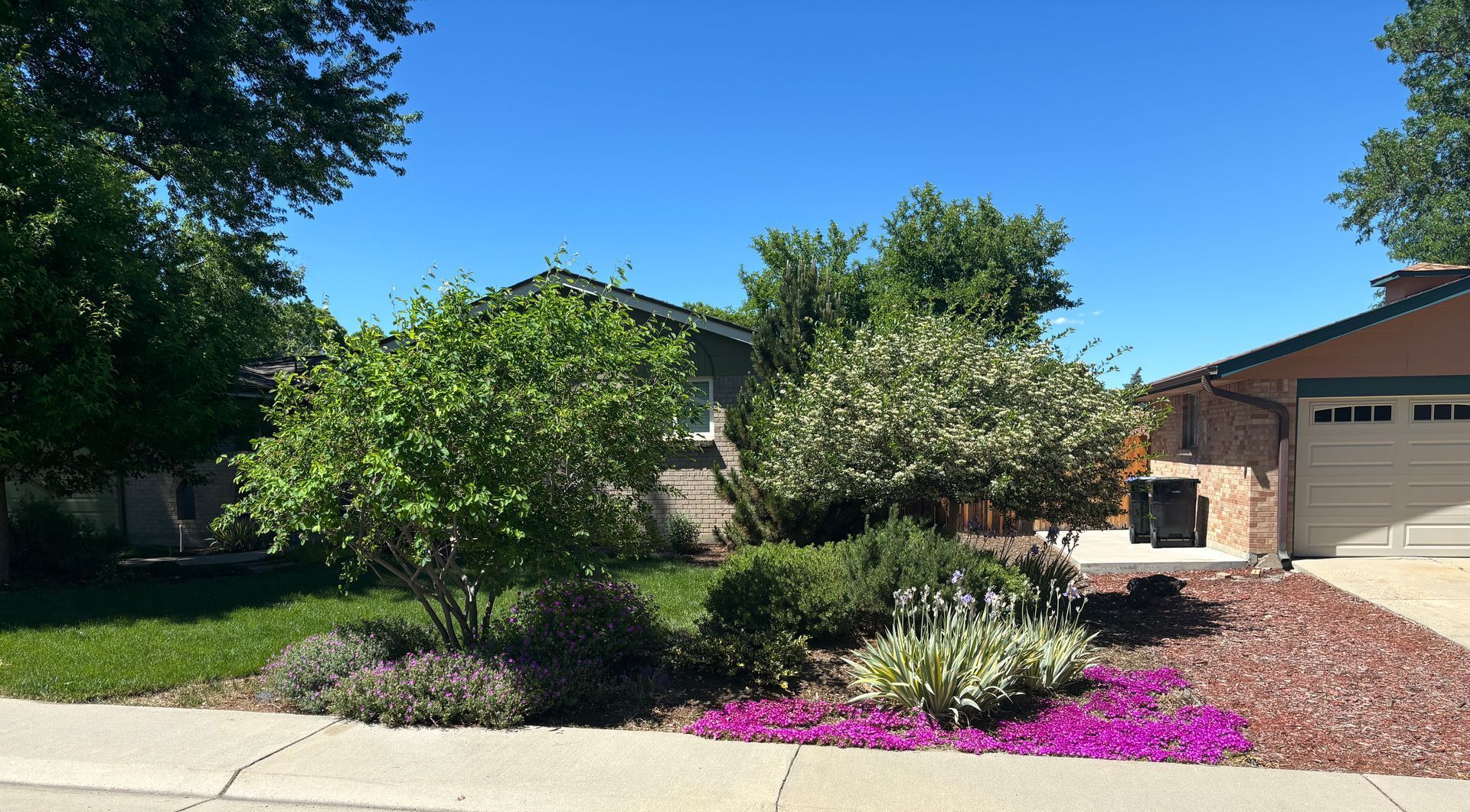 Knightscape project curb-side corner garden with small ornamental trees, iris and flowering ground cover