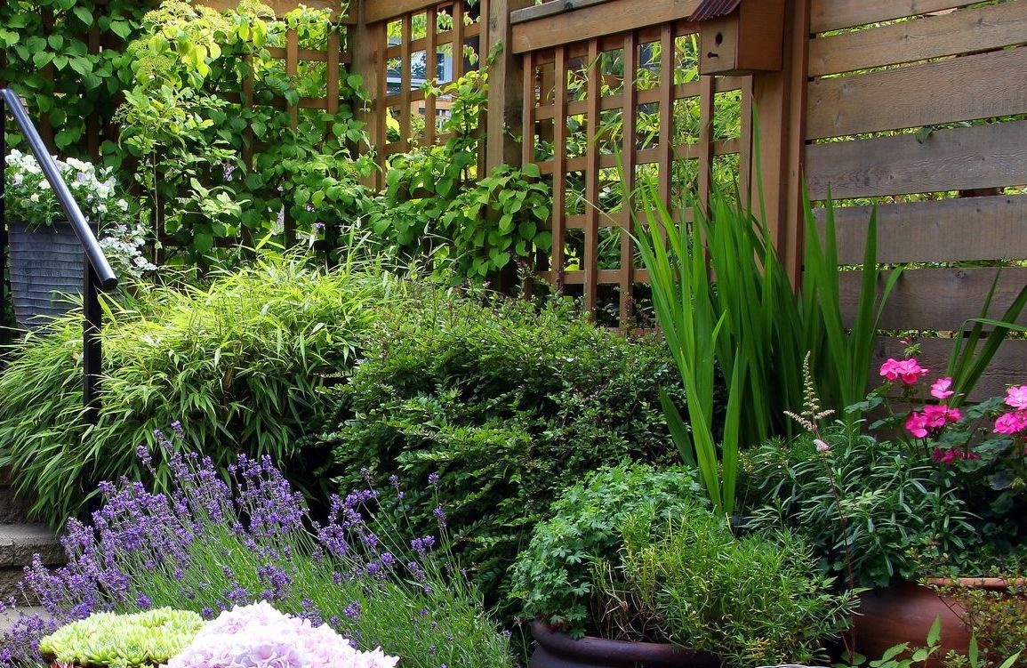 Casual garden design with ferns, grasses, lavender and flowering plants against a privacy fence