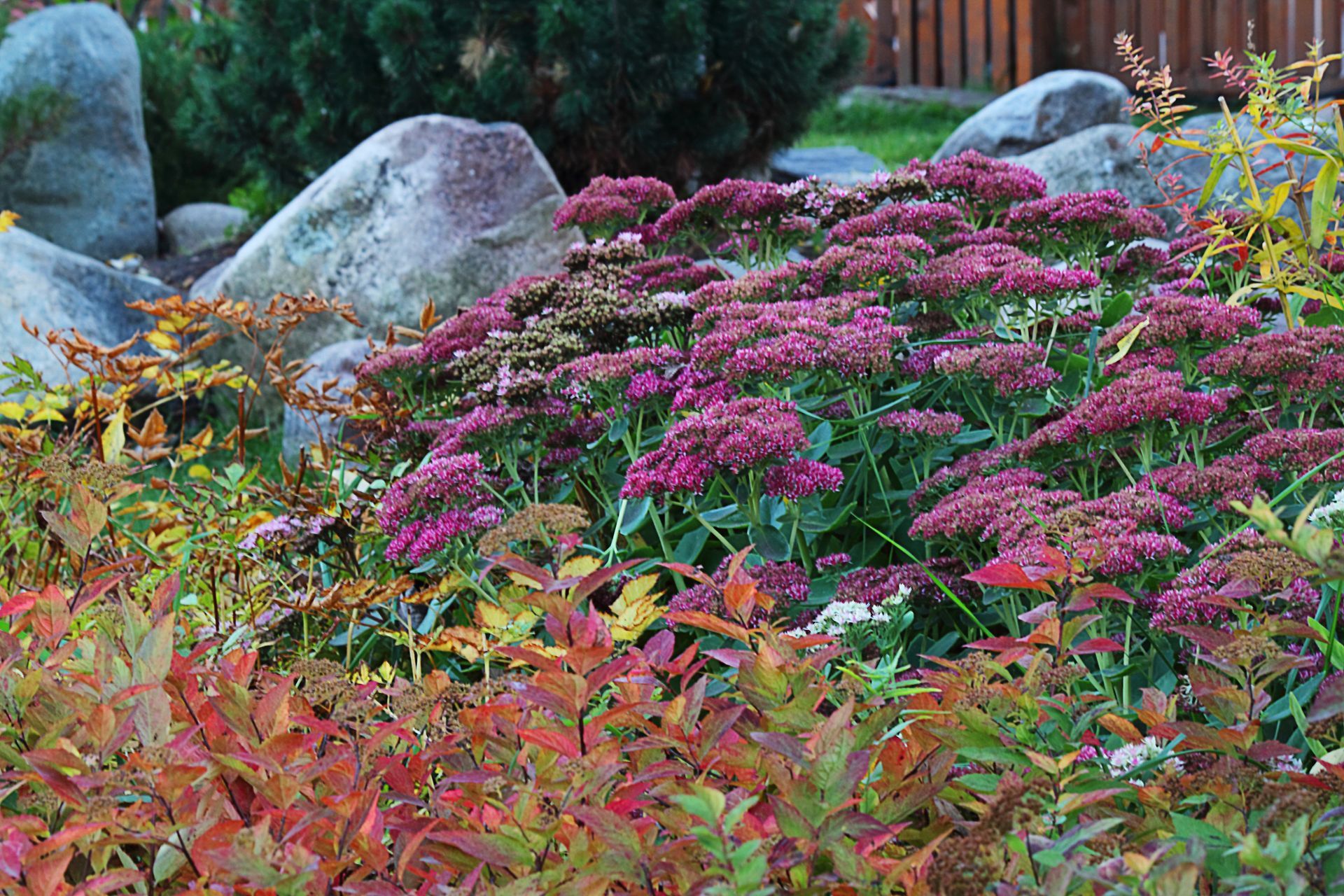 Perennial flowering plants in bloom