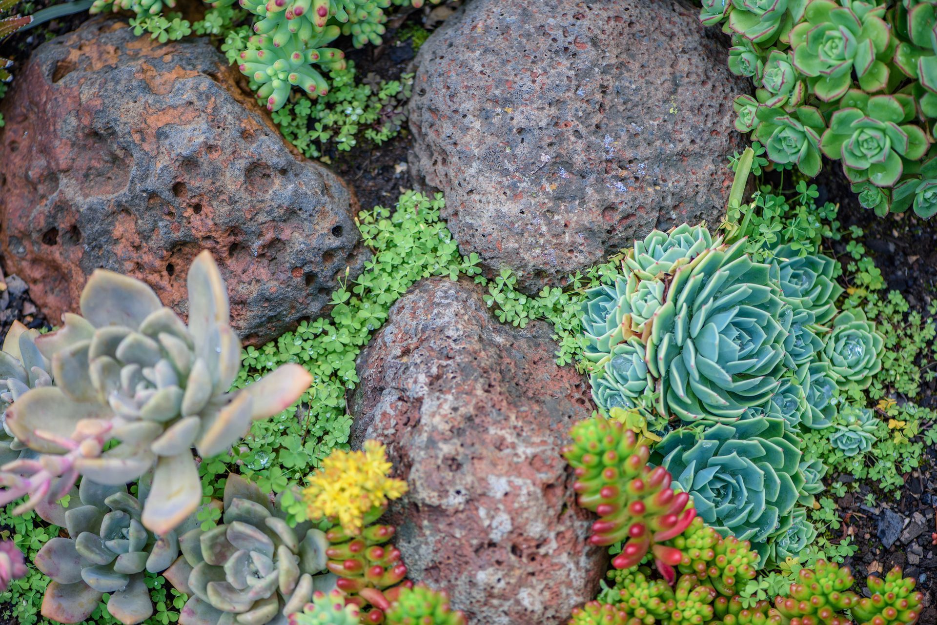 Succulents planted between rocks