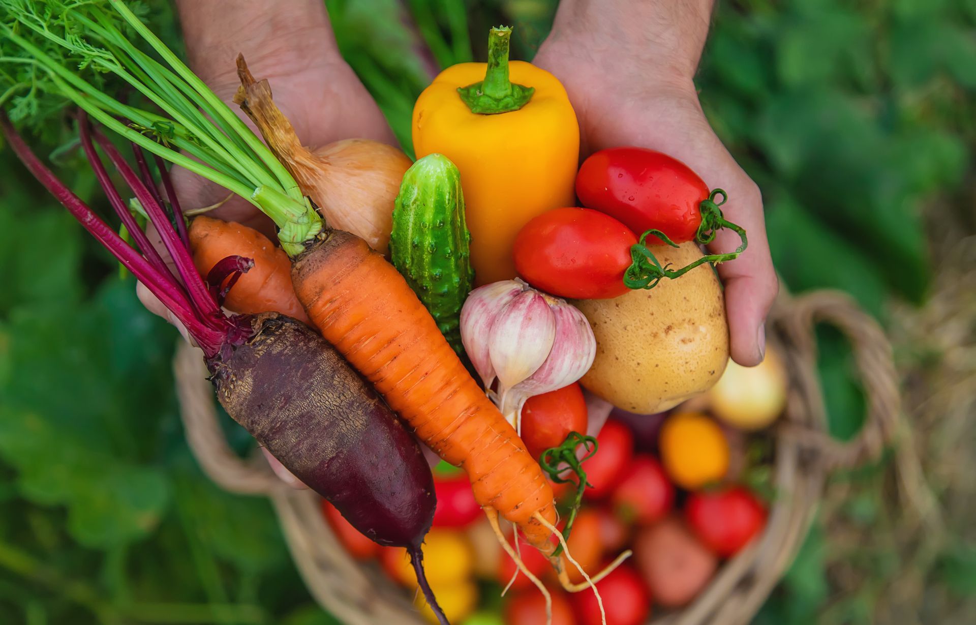 Vegetable harvest, beets, carrots, peppers, tomatoes, garlic, cucumber