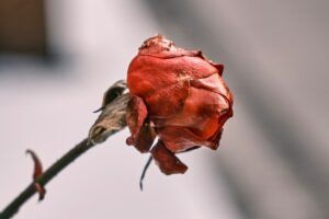 A wilted red rose on a stem with a blurred background