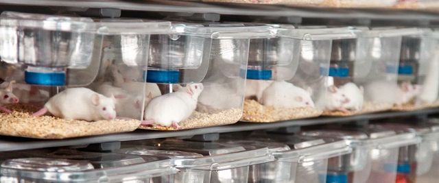Mouse Cage Enrichment Loft - Animal Care Systems