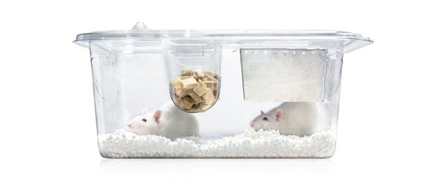 rat bedding options