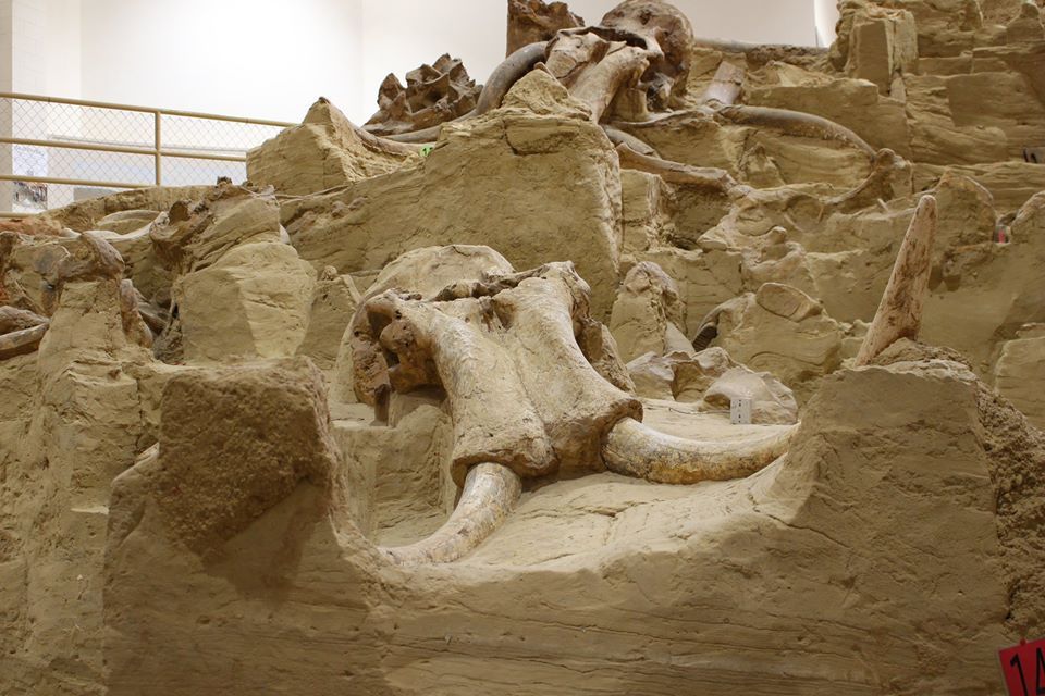 A large elephant skull is laying on top of a pile of rocks.