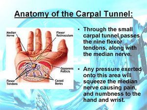 Carpal tunnel anatomy diagram of the wrist and median nerve