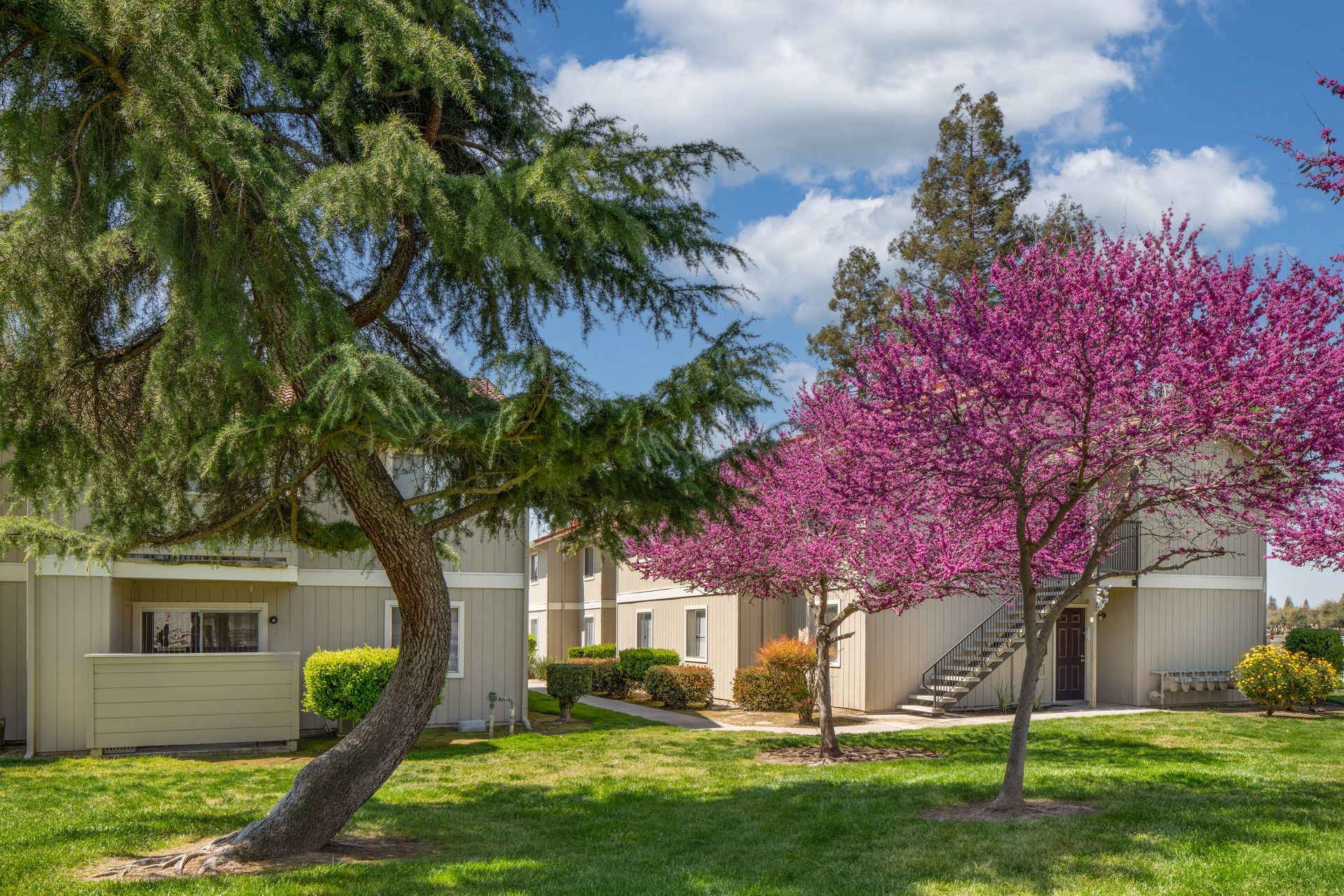 Apartment buildings with trees in a grassy area; one tree has pink blossoms, the other green. Bright sunny day.