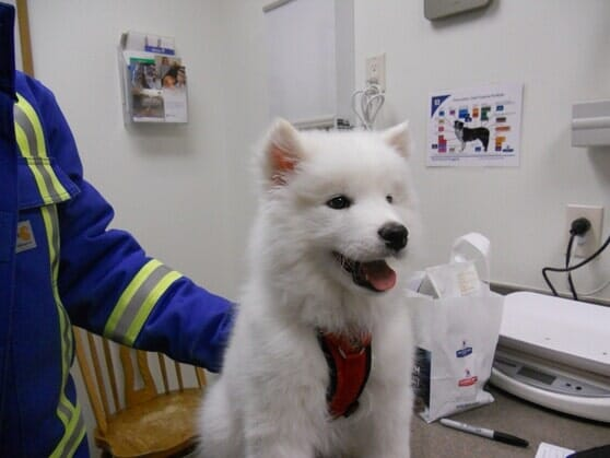 Ecko Rutjes  — Animal Hospital in Yankton, SD