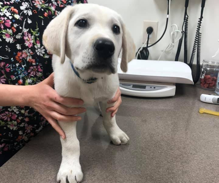 Veterinary Hospital Yankton, SD Animal Health Clinic