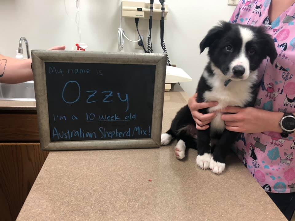 Veterinary Hospital Yankton, SD Animal Health Clinic