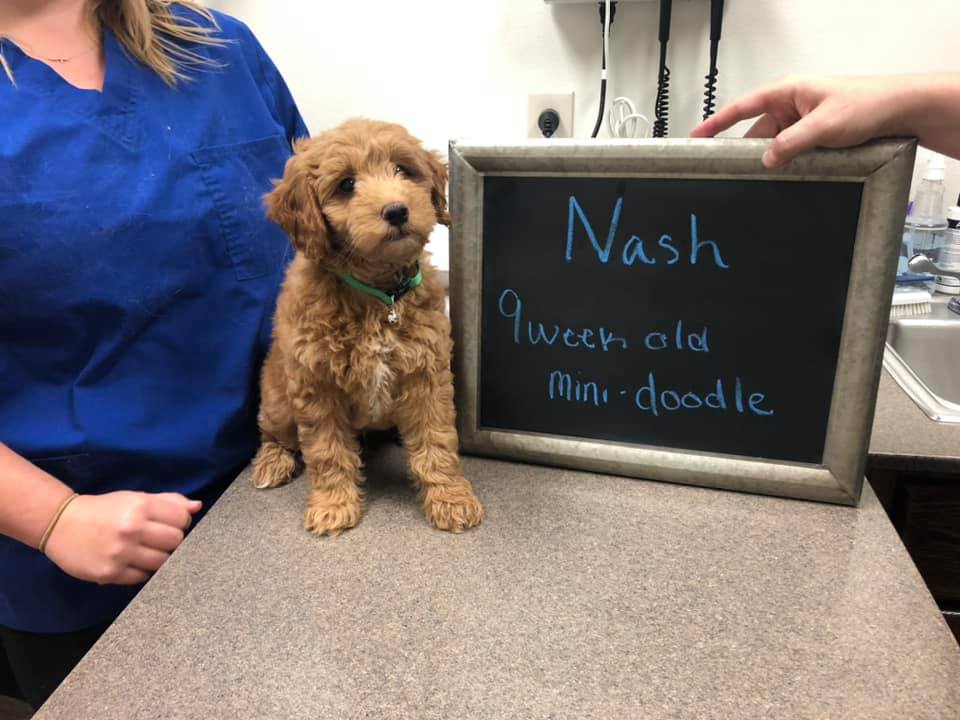 Veterinary Hospital Yankton, SD Animal Health Clinic