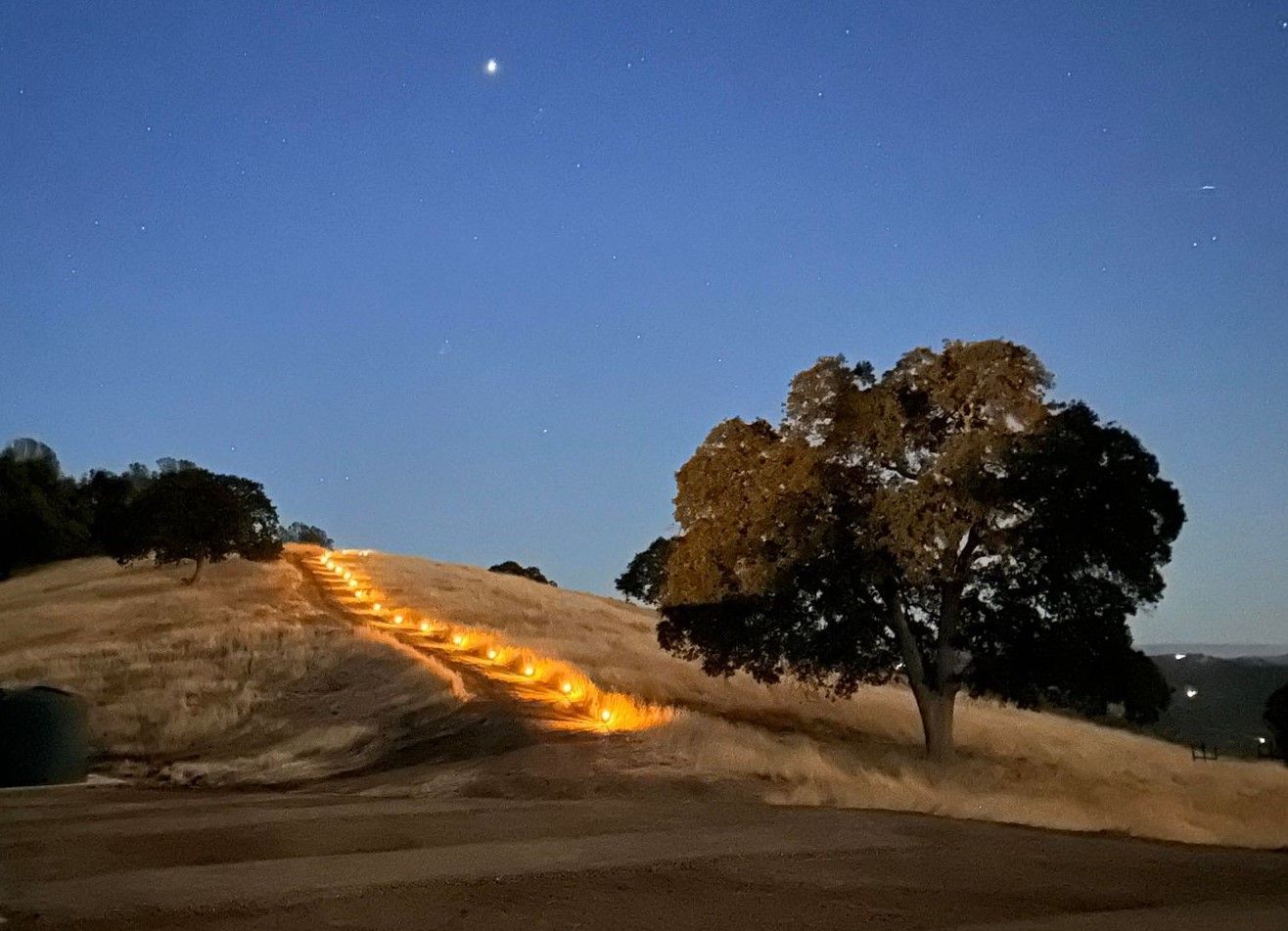 A tree on top of a hill with a trail of lights going up it.