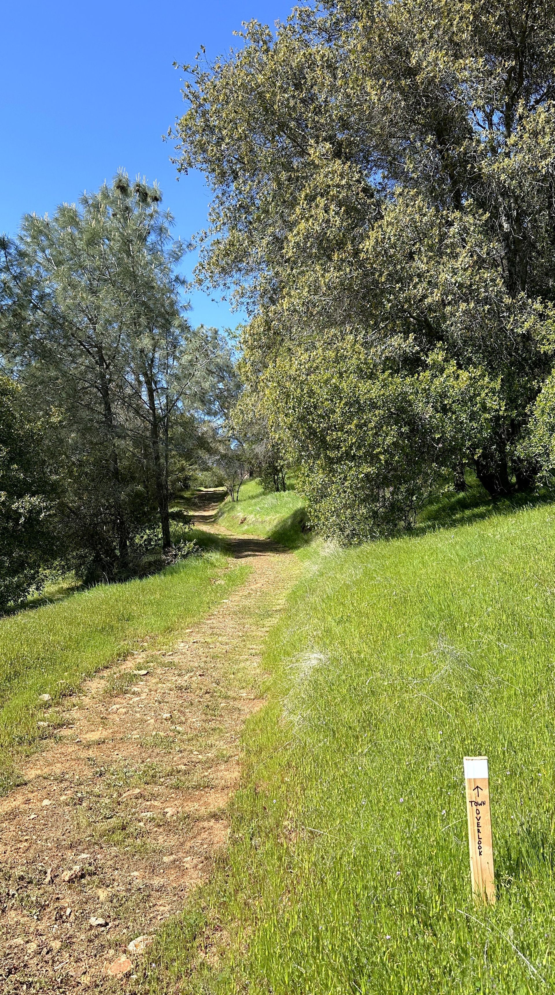 A dirt path going through a grassy field surrounded by trees.
