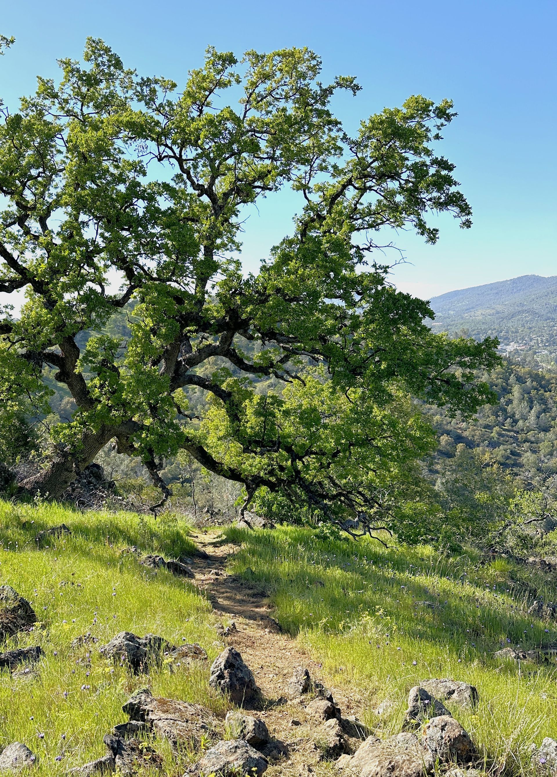 A path leading to a tree on top of a grassy hill.