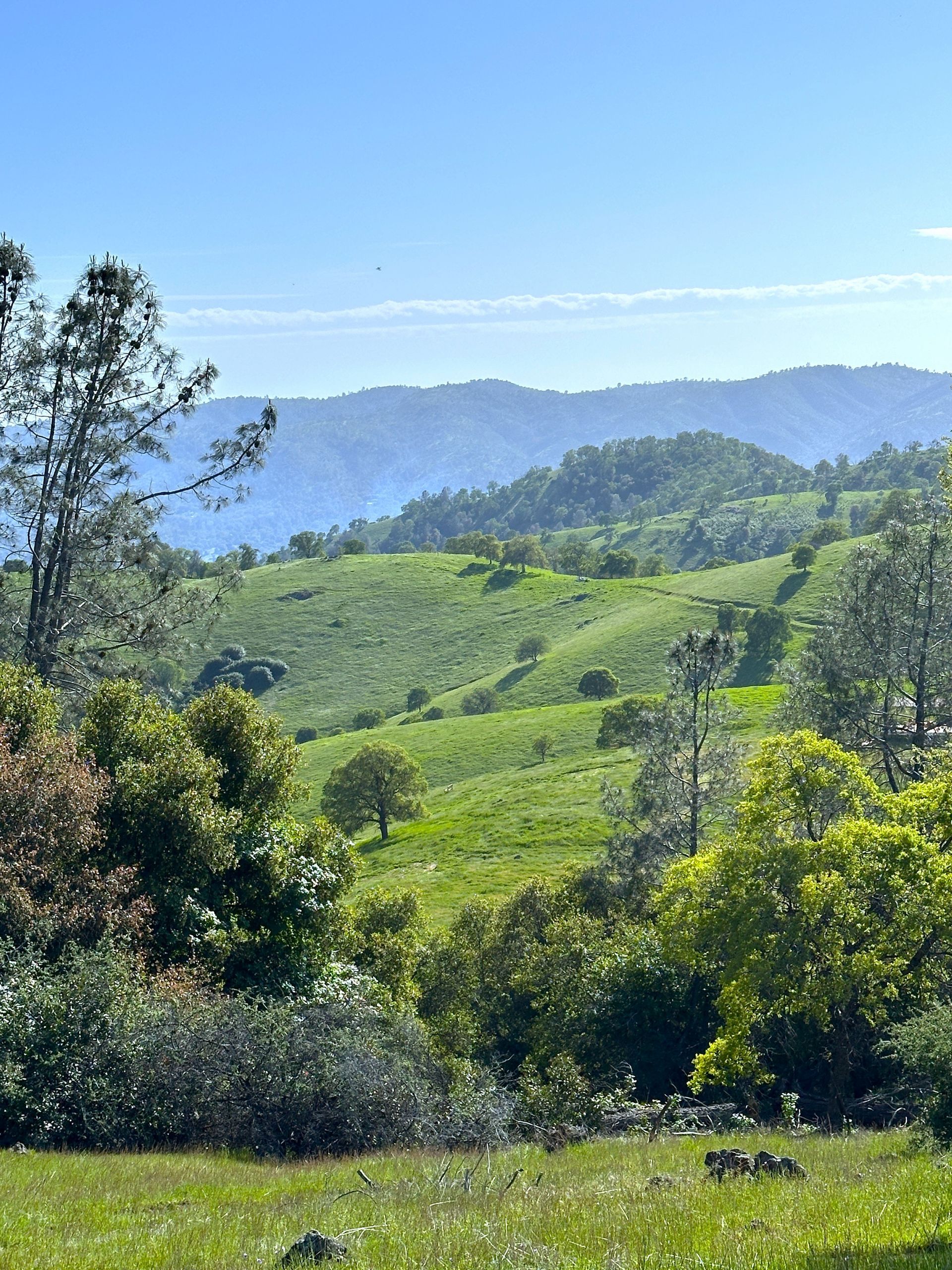 A lush green field with trees and mountains in the background