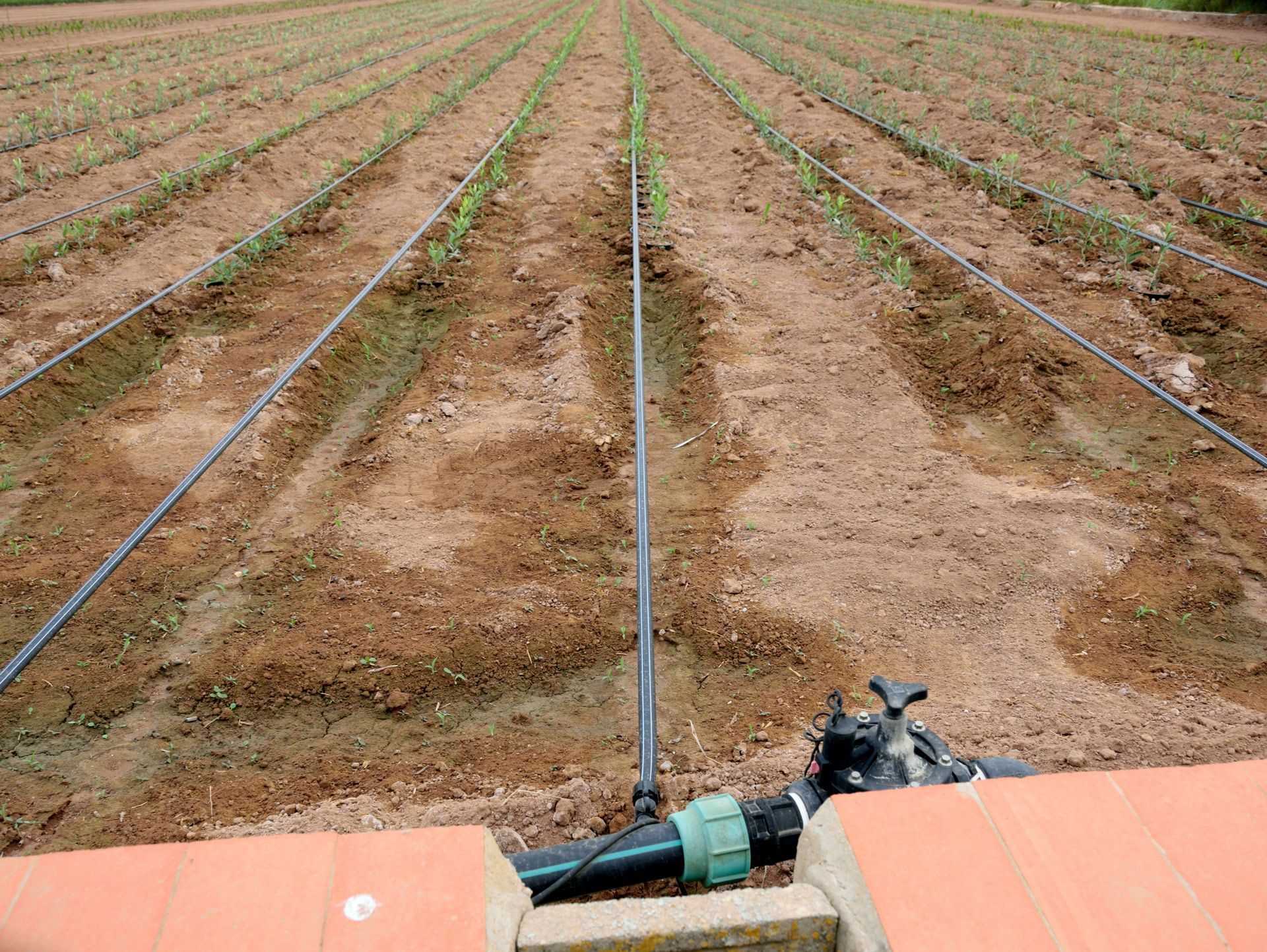 Drip Irrigation System — Port Charlotte, FL  — American Irrigation