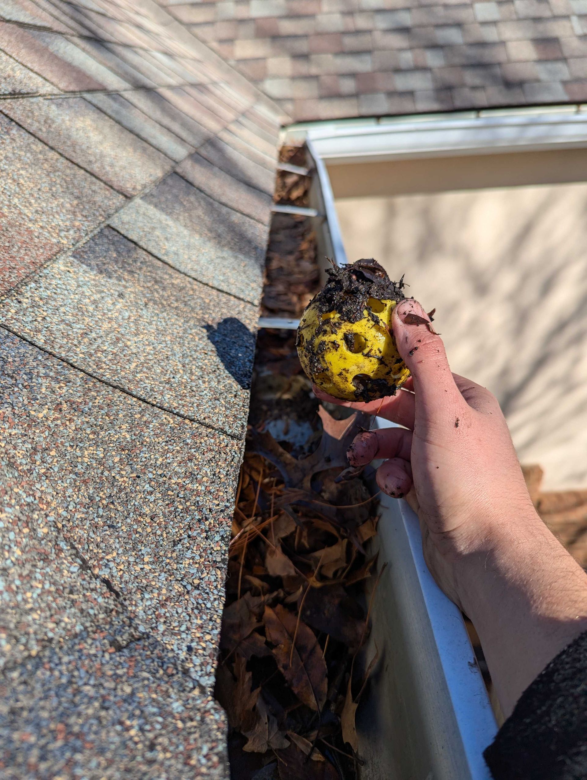 Hand holding a yellow tennis ball covered in debris, taken from a gutter filled with leaves.