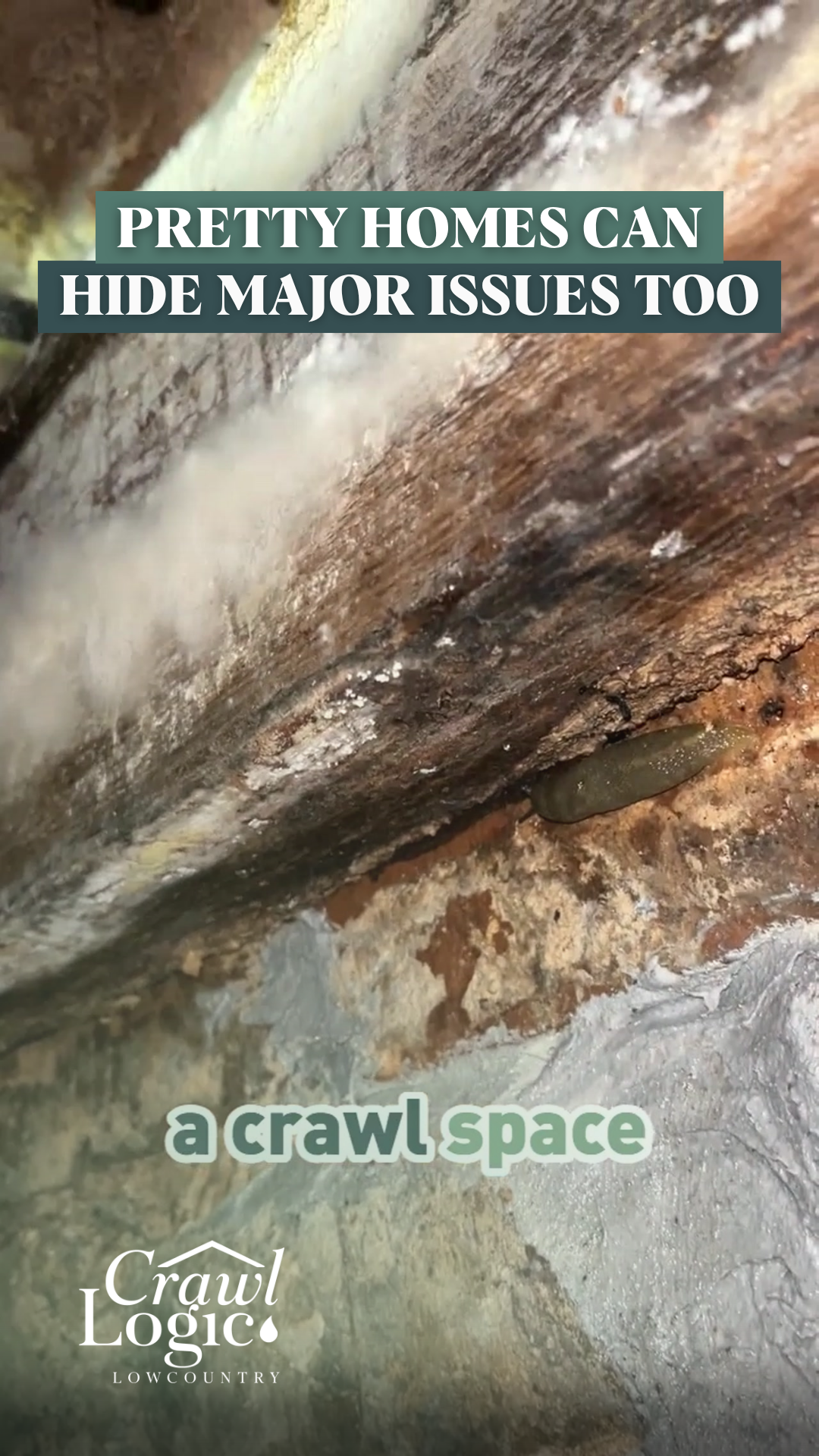 Moldy crawl space with text overlay: