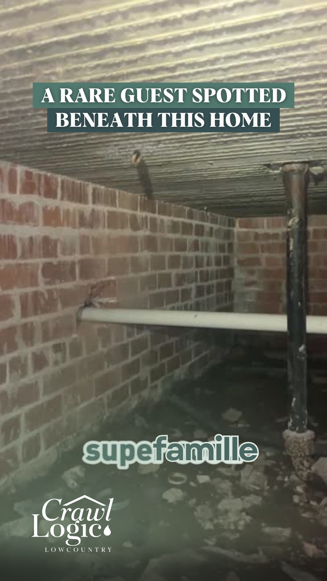 A small bird perches inside a crawl space with brick walls, a pipe, and metal supports.