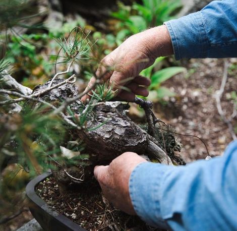 Hands in blue sleeves arranging a moss-covered bonsai in a shallow pot outdoors