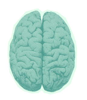 A close up of a human brain on a white background.