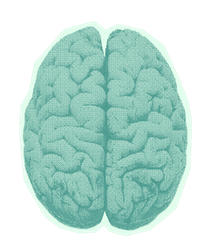 A close up of a human brain on a white background.