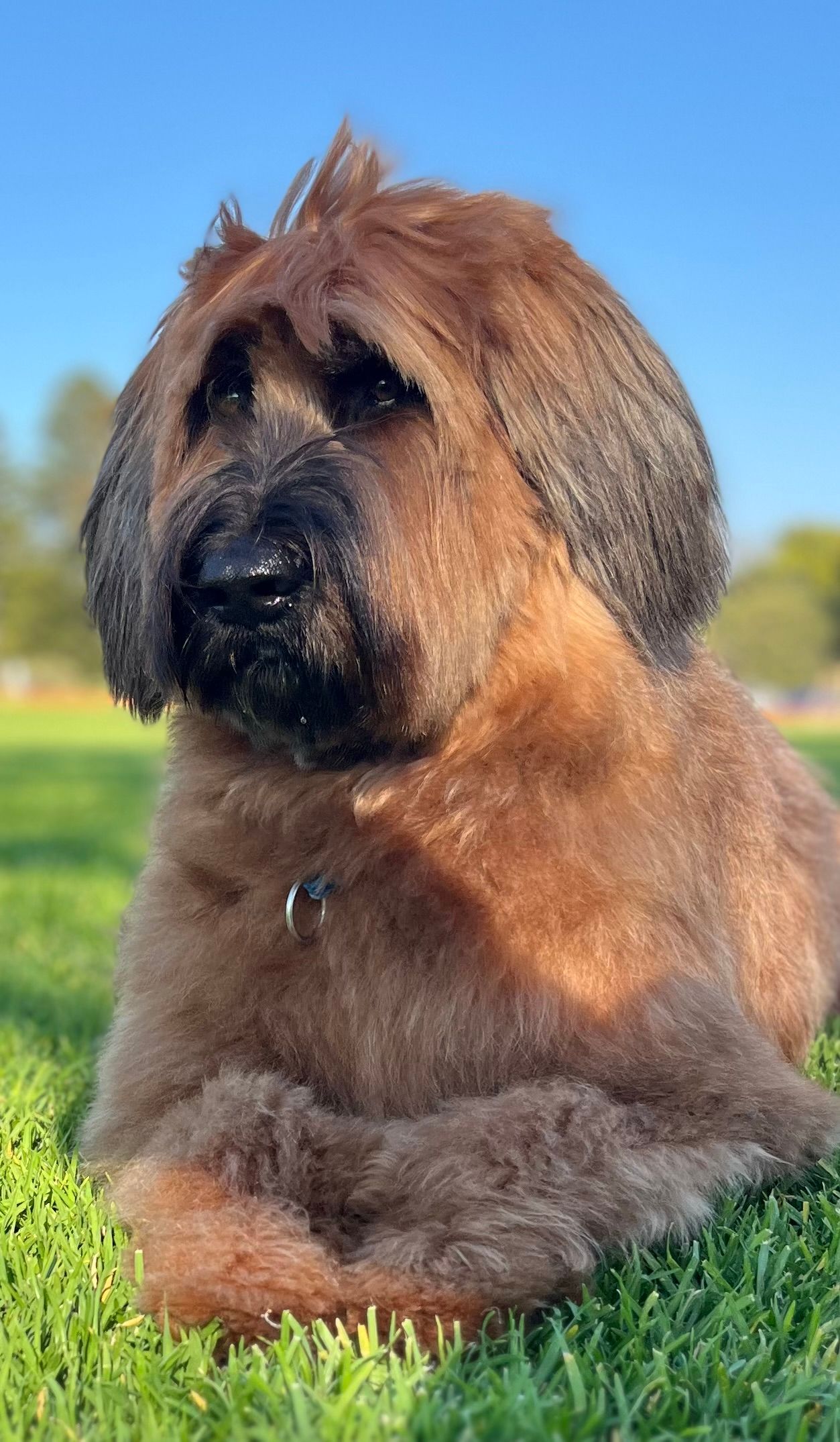 Fluffy brown dog with a dark face sitting outdoors on green grass, looking left