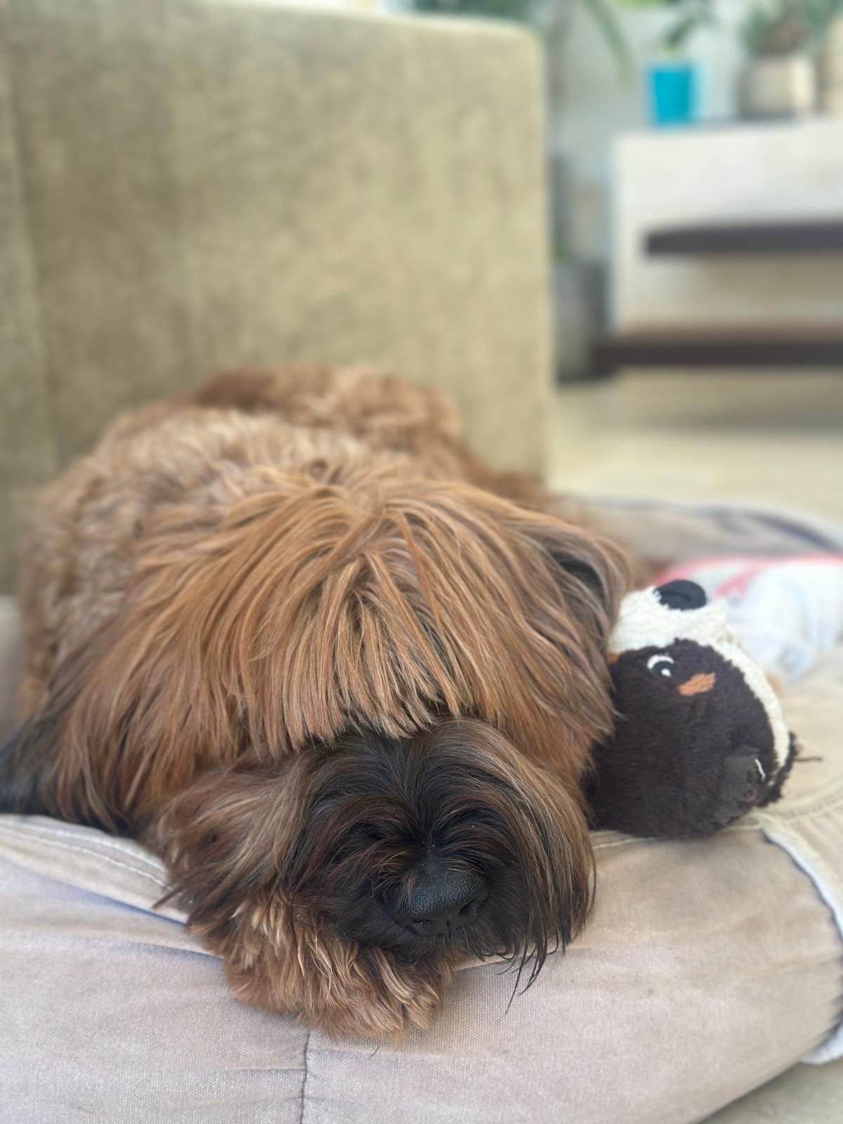 Large brown dog resting on a beige couch beside a black-and-white toy elephant