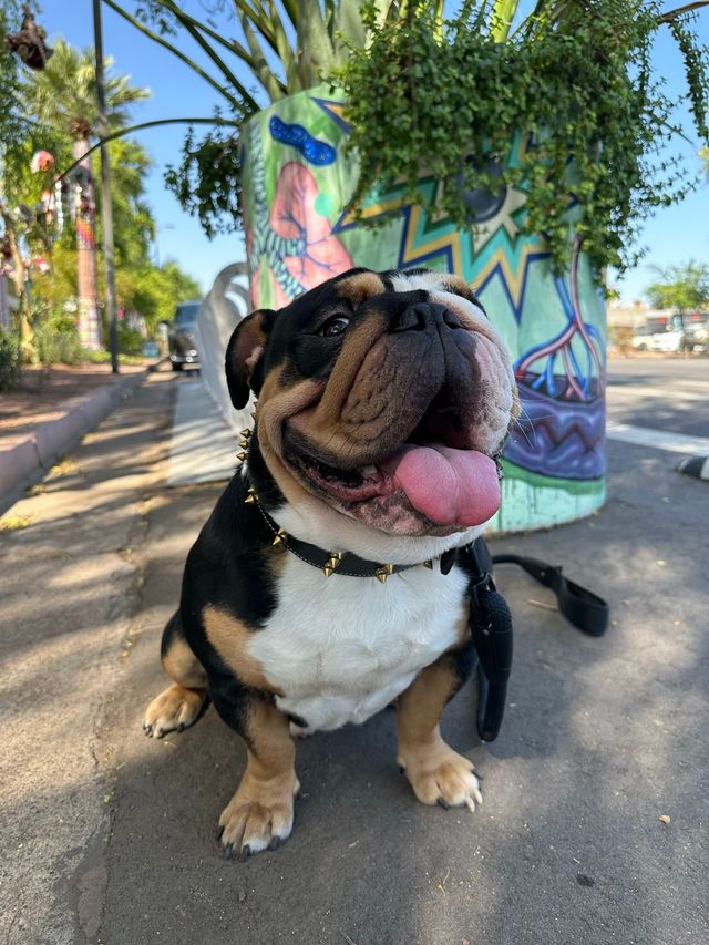 Bulldog Bios | House of Payne English Bulldogs | Phoenix