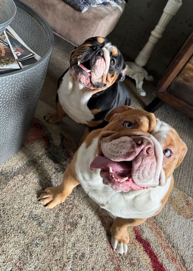 Bulldog Bios | House of Payne English Bulldogs | Phoenix