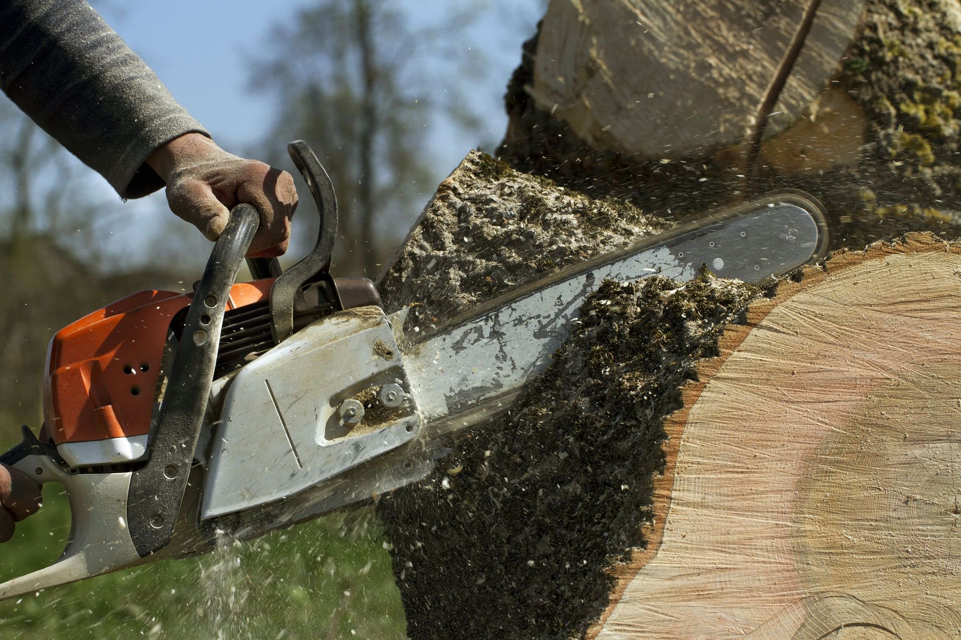Chainsaw cutting through a tree trunk, wood chips flying as a worker saws outdoors.