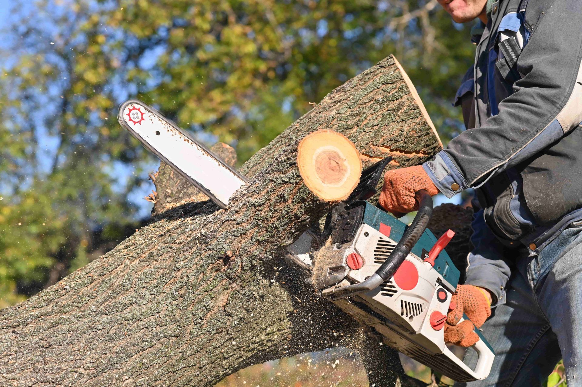 Worker cutting a large tree trunk with a chainsaw outdoors