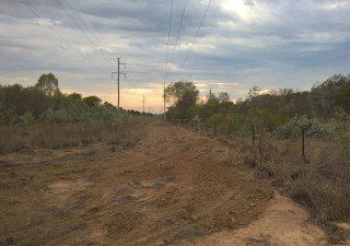 Tree removal — Tipper Hire & Construction in Bundaberg, QLD Tree removal — Tipper Hire & Construction in Bundaberg, QLD