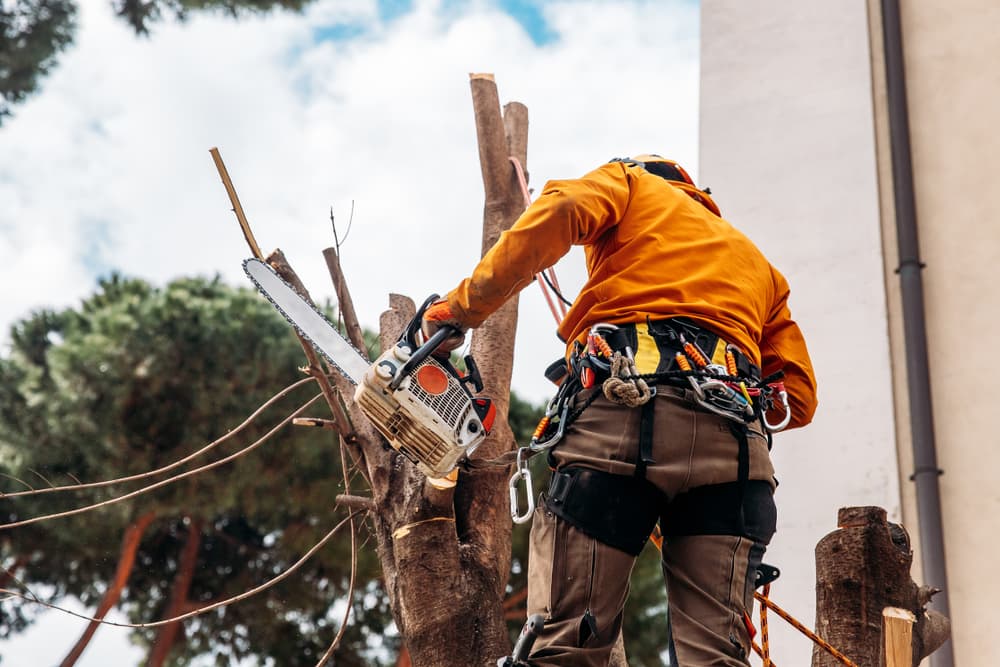 Woodcutter Saws Tree With Chainsaw - Tree Services In Medowie, NSW
