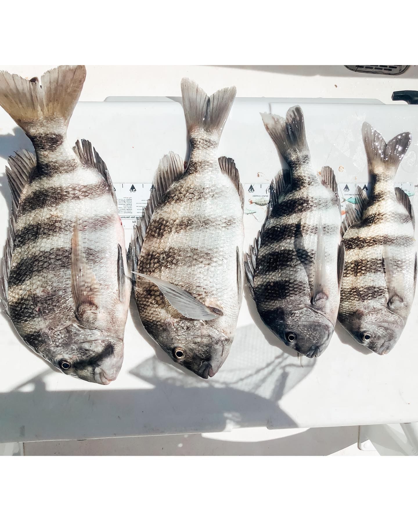 Four striped sheepshead fish laid out on a white surface.