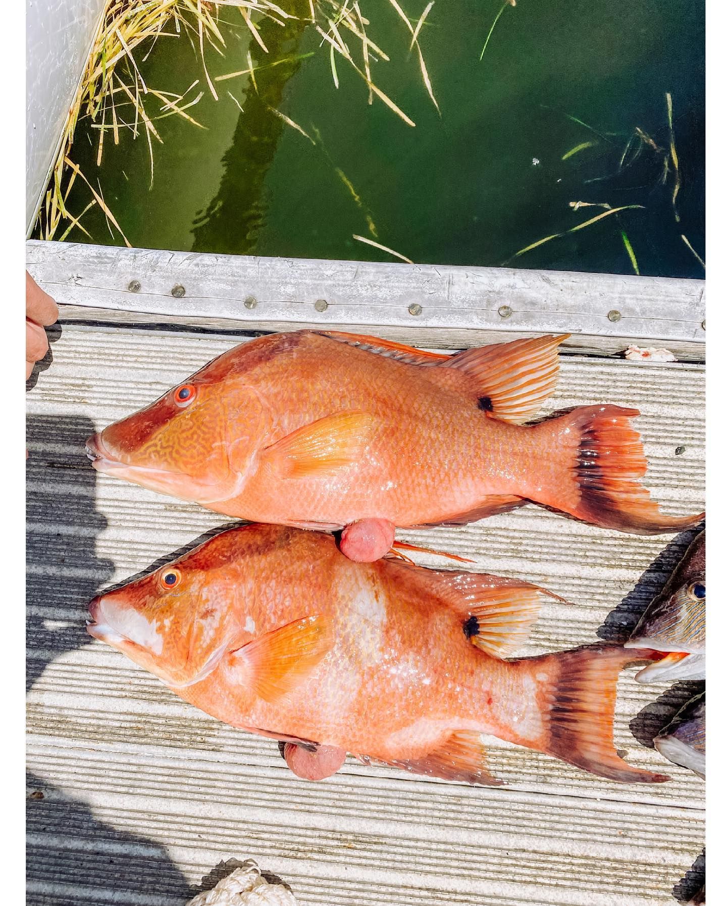 Two orange fish lie on a wooden dock, near water and grass.