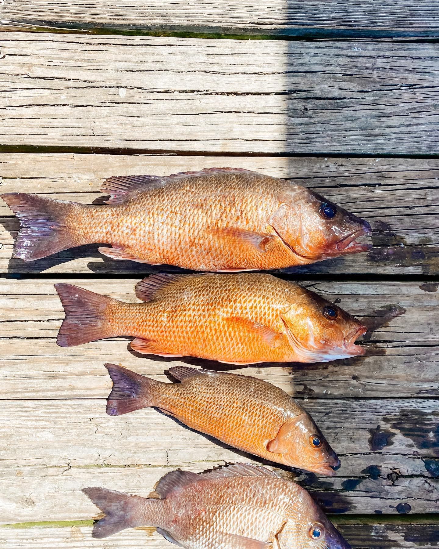 Four reddish-brown fish arranged on weathered wooden planks.
