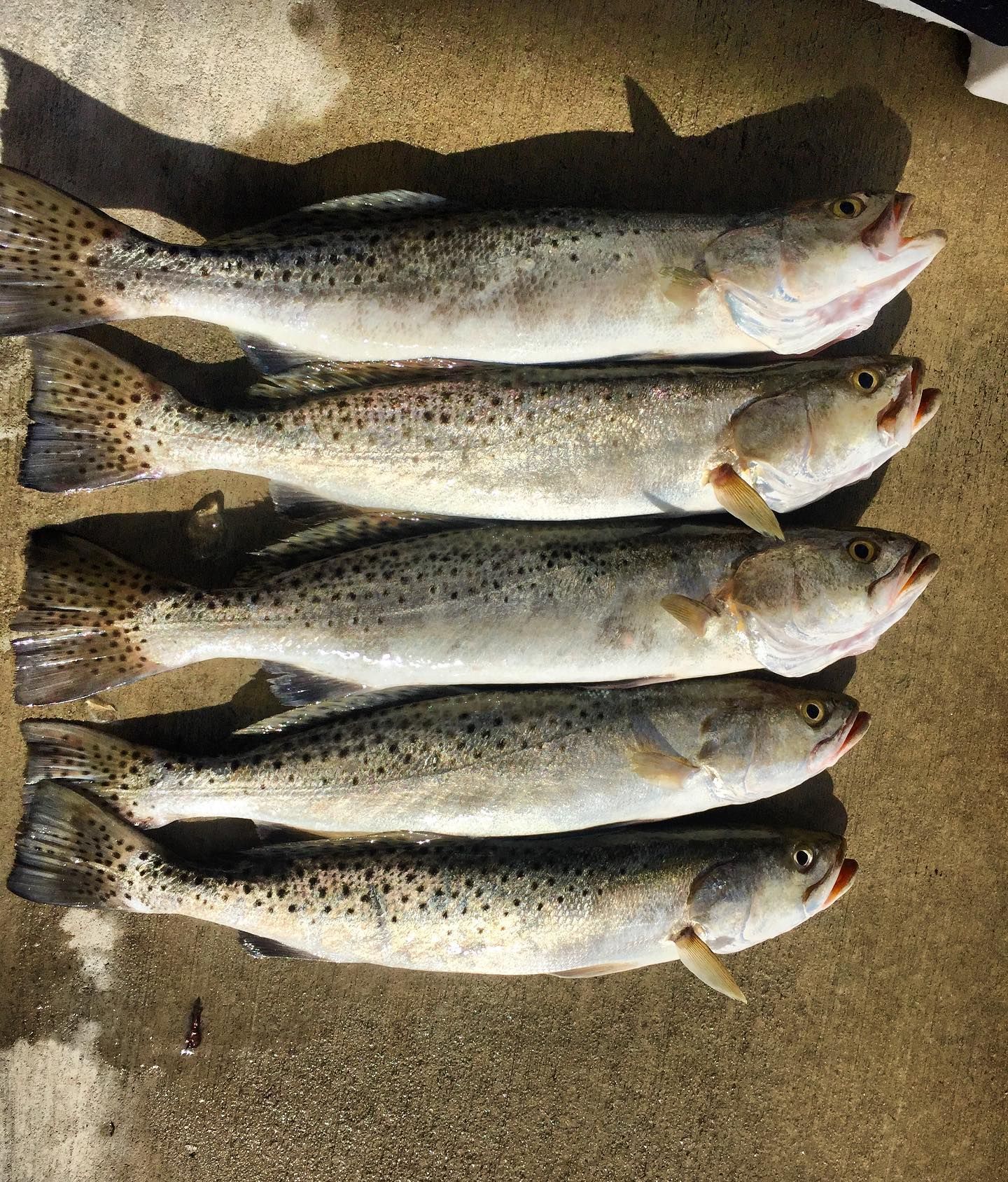 Five spotted seatrout on a concrete surface, caught by an angler.