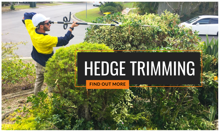 hedge trimming south melbourne