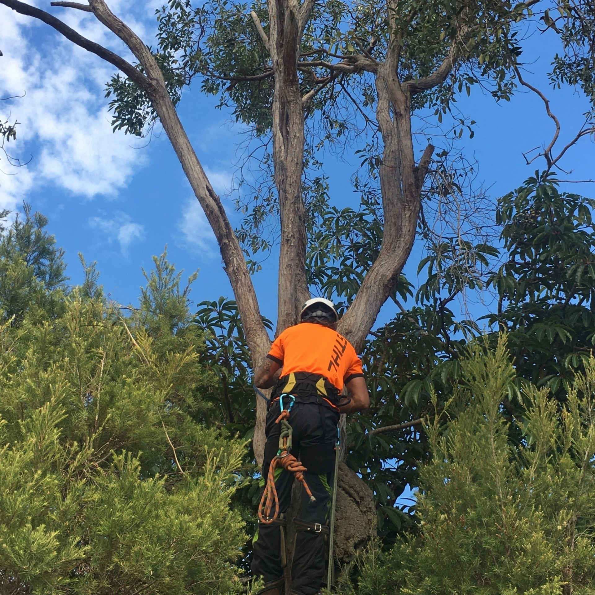 Tree Lopping and Pruning for Hampton  Homes