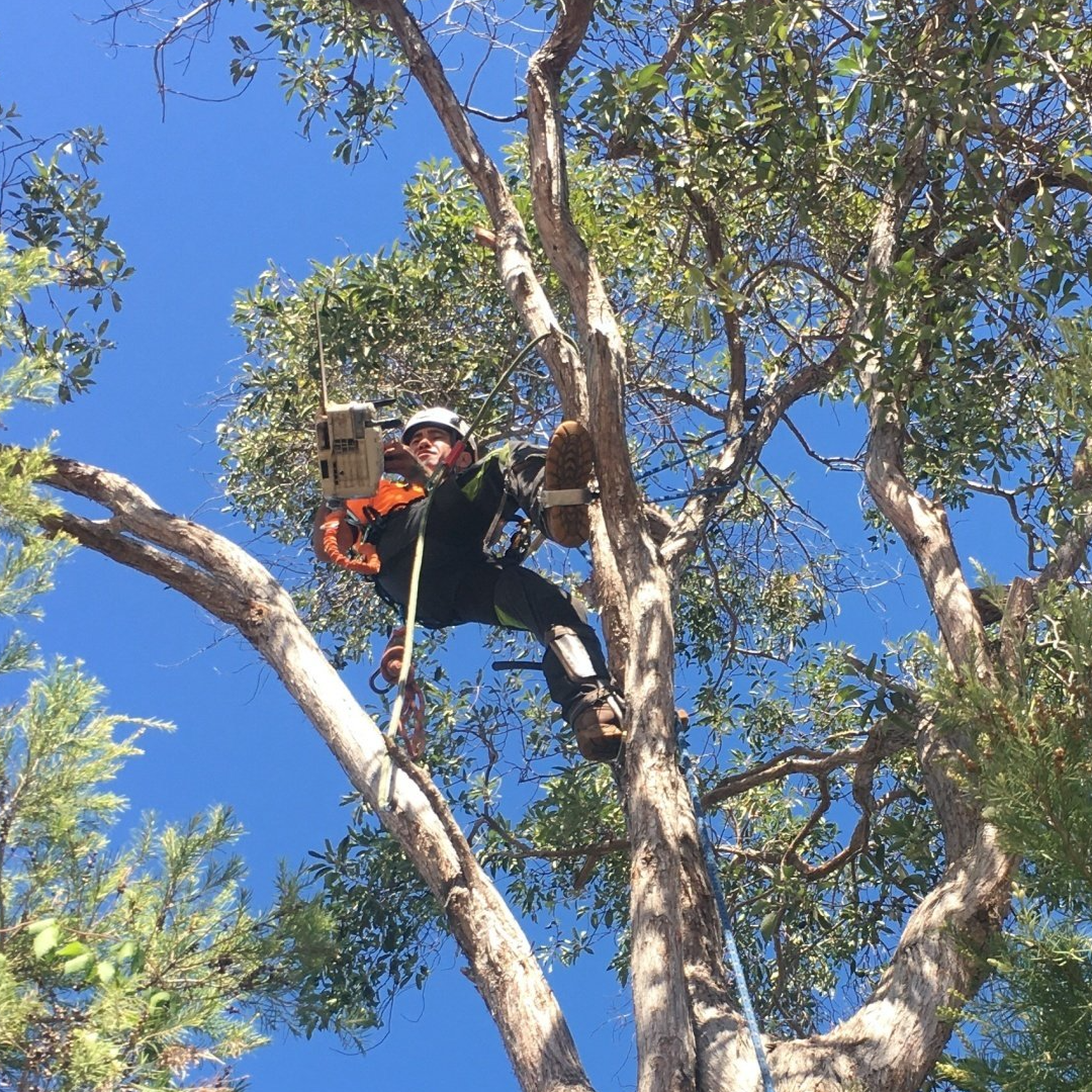 Arborist Hampton