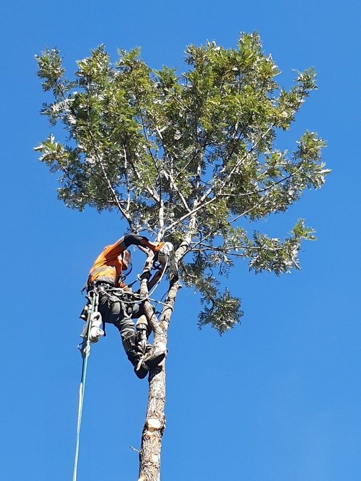 tree climb loppers