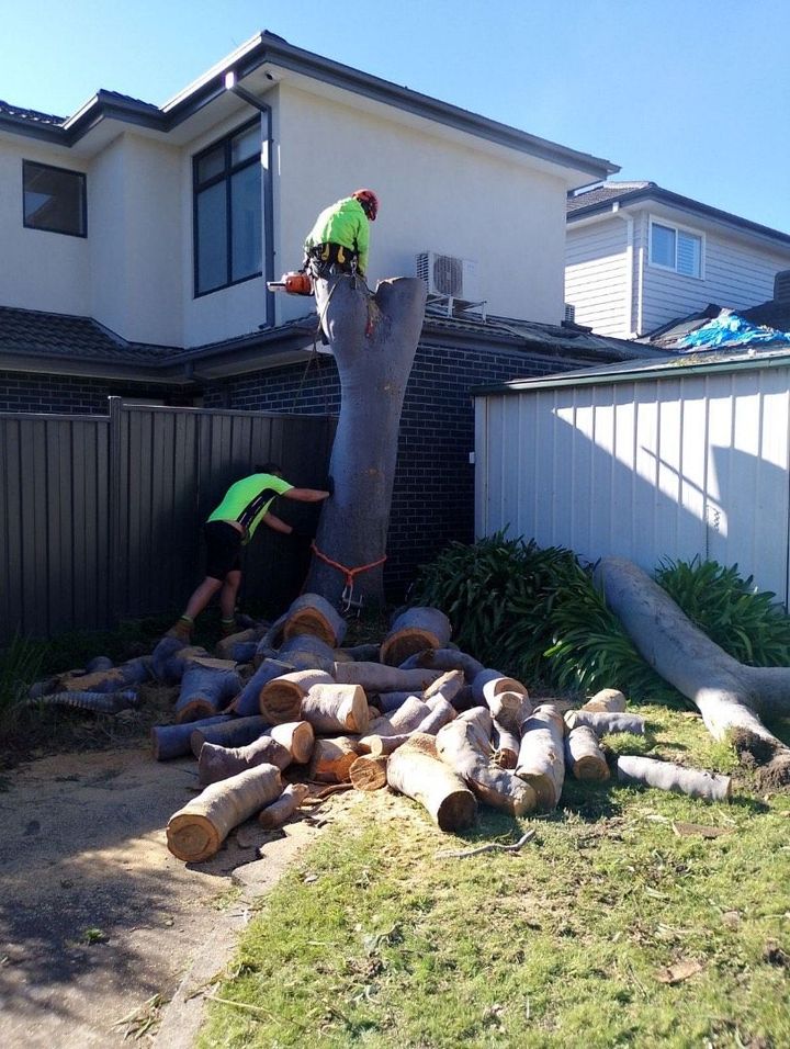 tree cutting south eastern melbourne suburbs