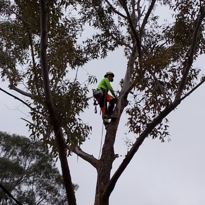 Emergency Tree Removal Hampton