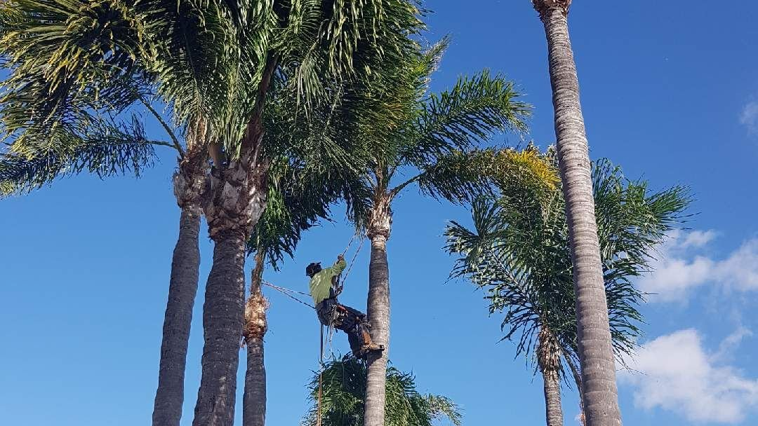 certified arborist Brisbane
