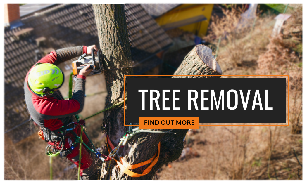 affordable tree loppers tree removal south eastern melbourne