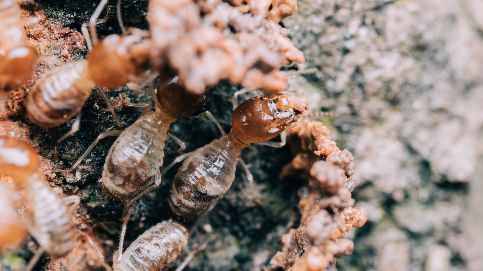 Termites  - Extermination Service in Wilson NC