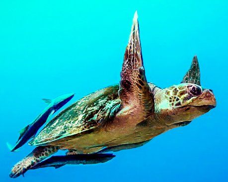 Boa Viagem Beach A view of a shore and the reef with two fishermand far away